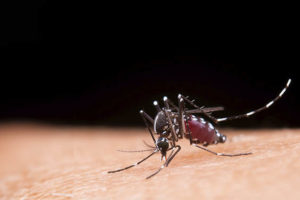 Fotografia do mosquito transmissor da dengue sob um braço.