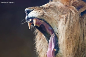 Imagem Acessível: leão com a boca aberta, aparentemente bocejando.